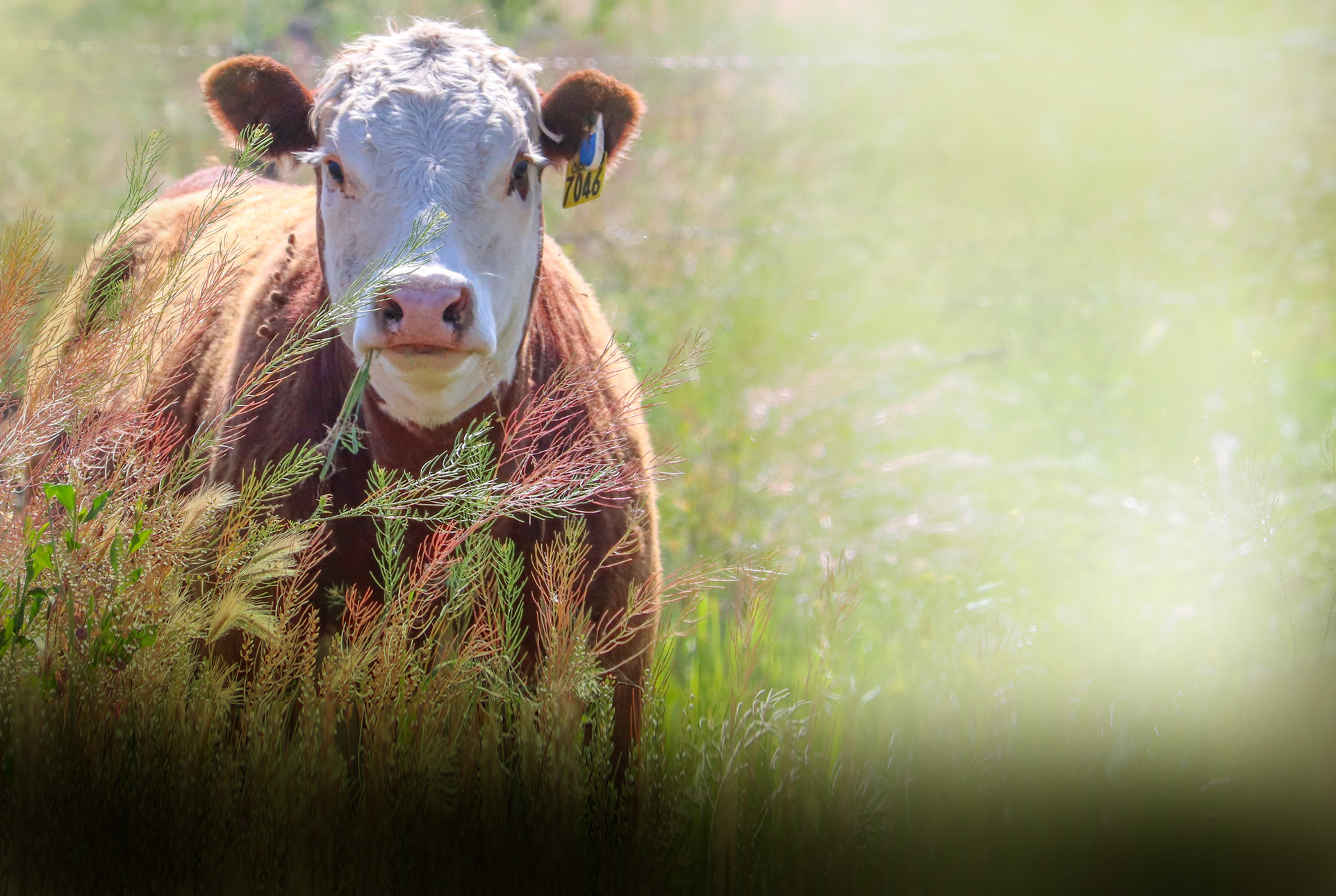 Cattle in field looking at camera