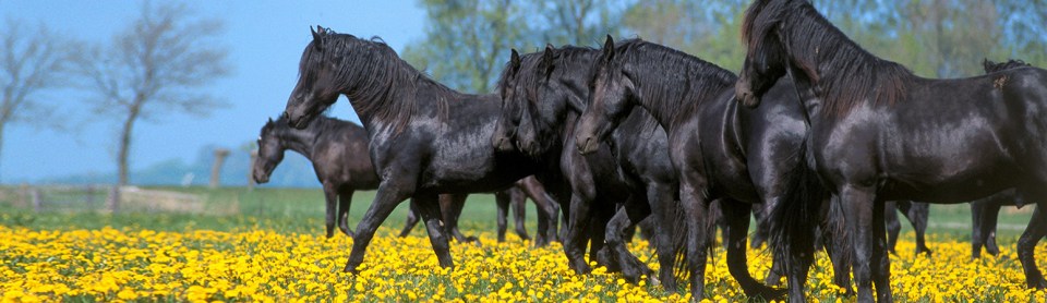 Horses walking in paddock