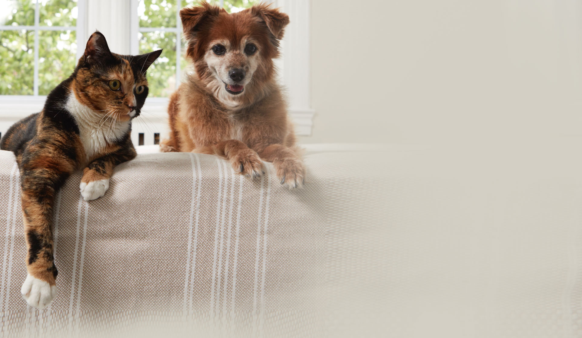 Cat and dog sitting on couch