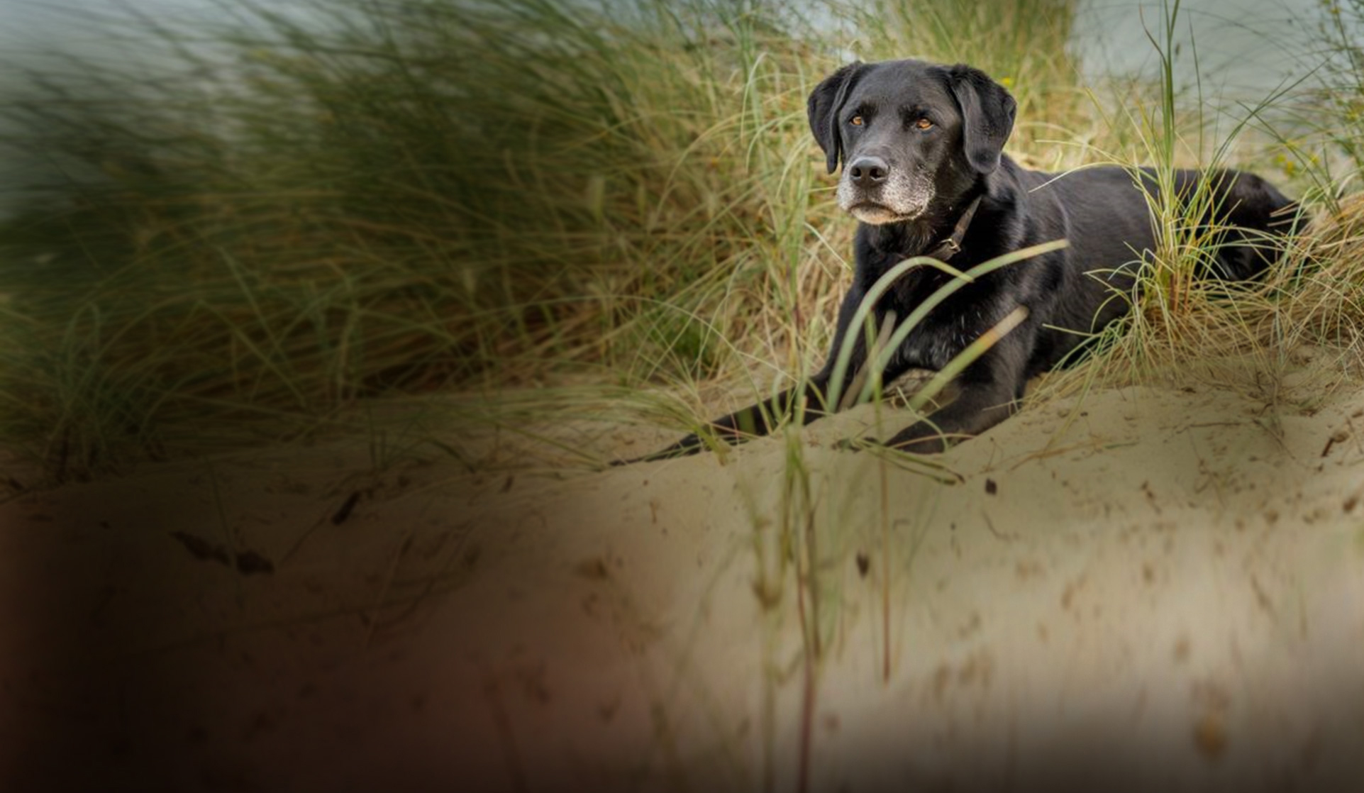 Dog sitting in a sand dune