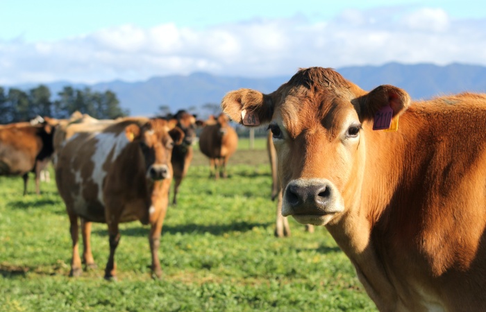 Cows in paddock looking at camera