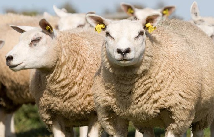 Sheep in paddock, looking at camera